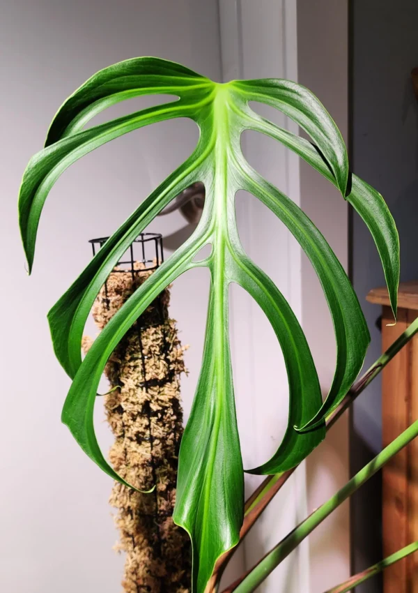 Monstera ‘Burle Marx Flame’ – The History Behind This Rare Monstera Variation